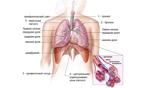 С заботой о дыхательной системе